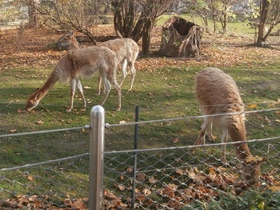 Смотреть фото Викунья Фото Викунья