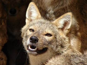 Фото Обыкновенный шакал