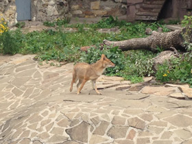 Фото Обыкновенный шакал