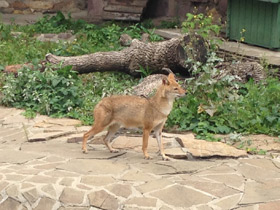 Фото Обыкновенный шакал