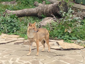 Фото Обыкновенный шакал