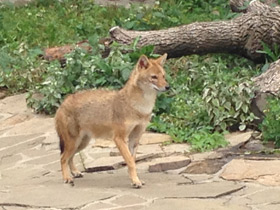 Фото Обыкновенный шакал