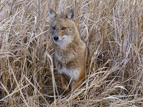 Фото Обыкновенный шакал
