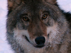 Фото Волк