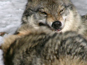 Фото Волк