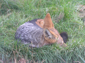 Фото Чепрачный шакал