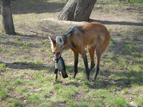 Фото Гривистый волк