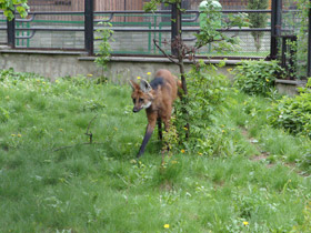 Фото Гривистый волк