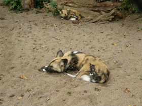 Фото Гиеновая собака