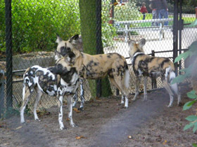 Фото Гиеновая собака