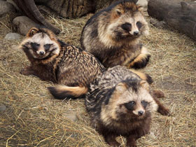 Смотреть фото Енотовидная собака Фото Енотовидная собака