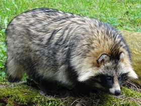 Смотреть фото Енотовидная собака Фото Енотовидная собака