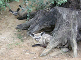 Фото Большеухая лисица