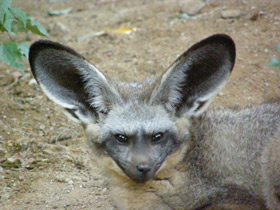 Фото Большеухая лисица