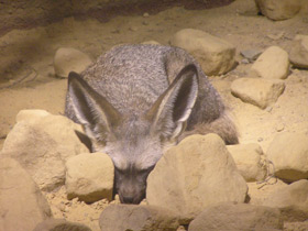 Фото Большеухая лисица