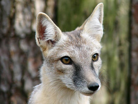 Смотреть фото Корсак Фото Корсак