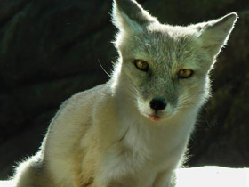 Смотреть фото Корсак Фото Корсак