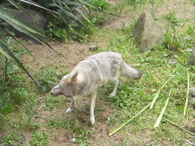 Смотреть фото Американская лисица Фото Американская лисица