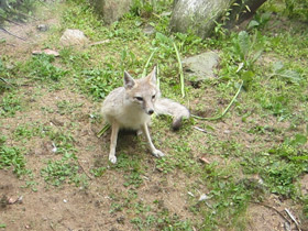 Смотреть фото Американская лисица Фото Американская лисица