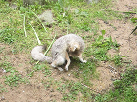 Смотреть фото Американская лисица Фото Американская лисица