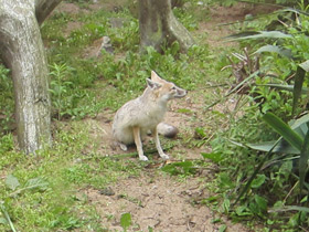 Смотреть фото Американская лисица Фото Американская лисица