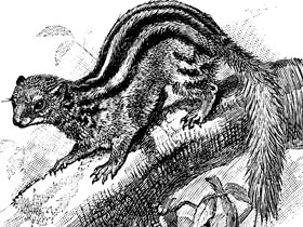 Смотреть фото Широкополосый мунго Фото Широкополосый мунго