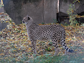 Фото Гепард