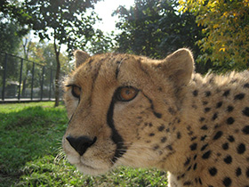 Фото Гепард