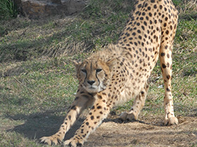 Фото Гепард