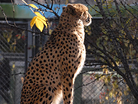 Фото Гепард