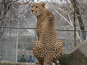 Фото Гепард