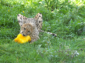 Фото Гепард