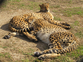 Фото Гепард