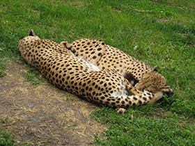 Фото Гепард