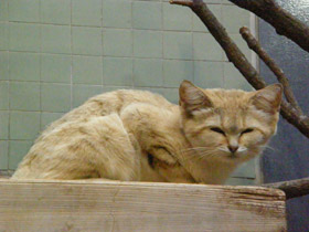 Фото Барханный кот