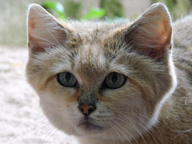 Фото Барханный кот