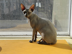 Смотреть фото Домашняя кошка Фото Домашняя кошка