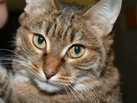 Домашняя кошка Домашняя кошка