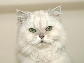 Смотреть фото Домашняя кошка Фото Домашняя кошка