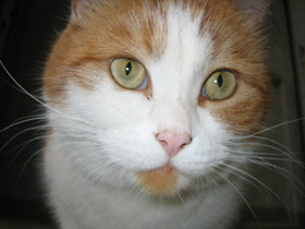 Домашняя кошка Домашняя кошка