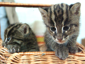 Домашняя кошка