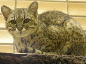 Фото Кошка Жоффруа