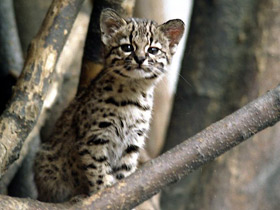 Фото Кошка Жоффруа