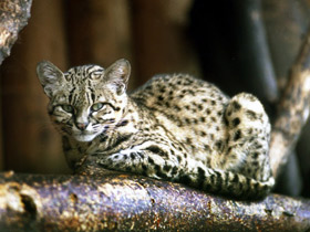 Фото Кошка Жоффруа