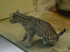 Фото Оцелот