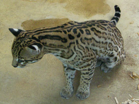 Фото Оцелот