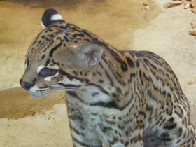 Фото Оцелот