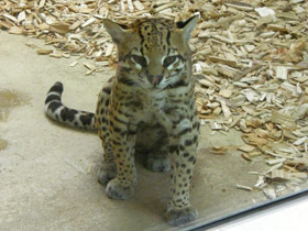 Фото Оцелот