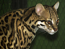 Фото Оцелот