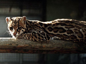 Фото Оцелот